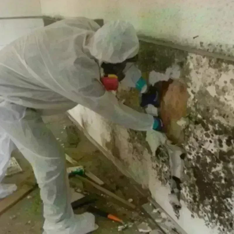 Mold Remediation and Removal in Friona, TX